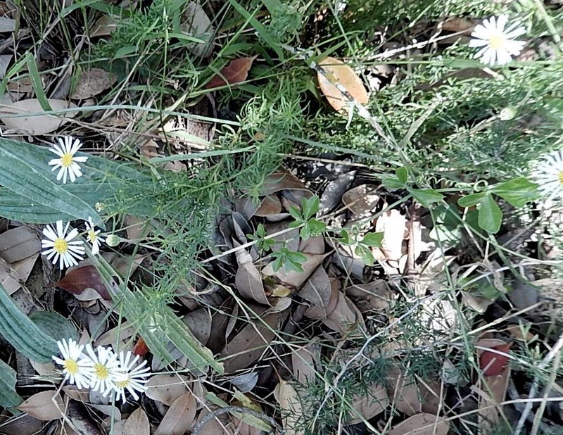 Felicia hyssopifolia subsp. glabra