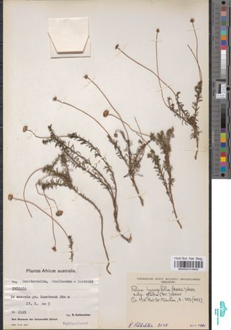 Felicia hyssopifolia subsp. glabra photo 2