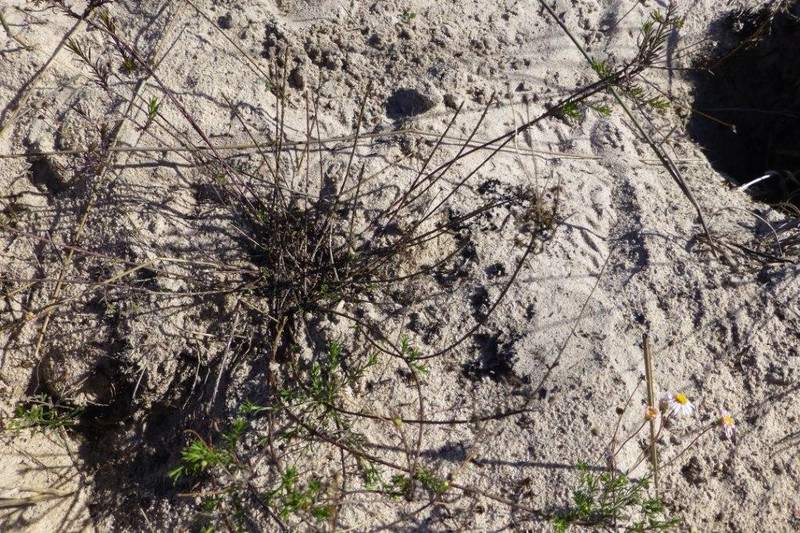 Felicia hyssopifolia subsp. hyssopifolia