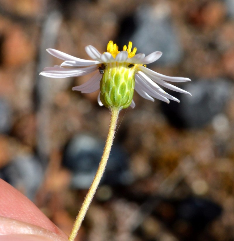 Felicia hyssopifolia subsp. hyssopifolia photo 2