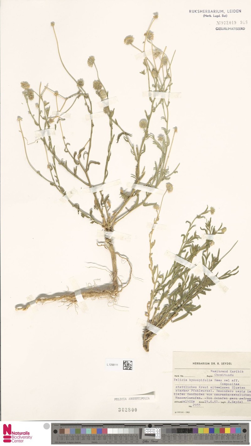 Felicia hyssopifolia subsp. hyssopifolia photo 3