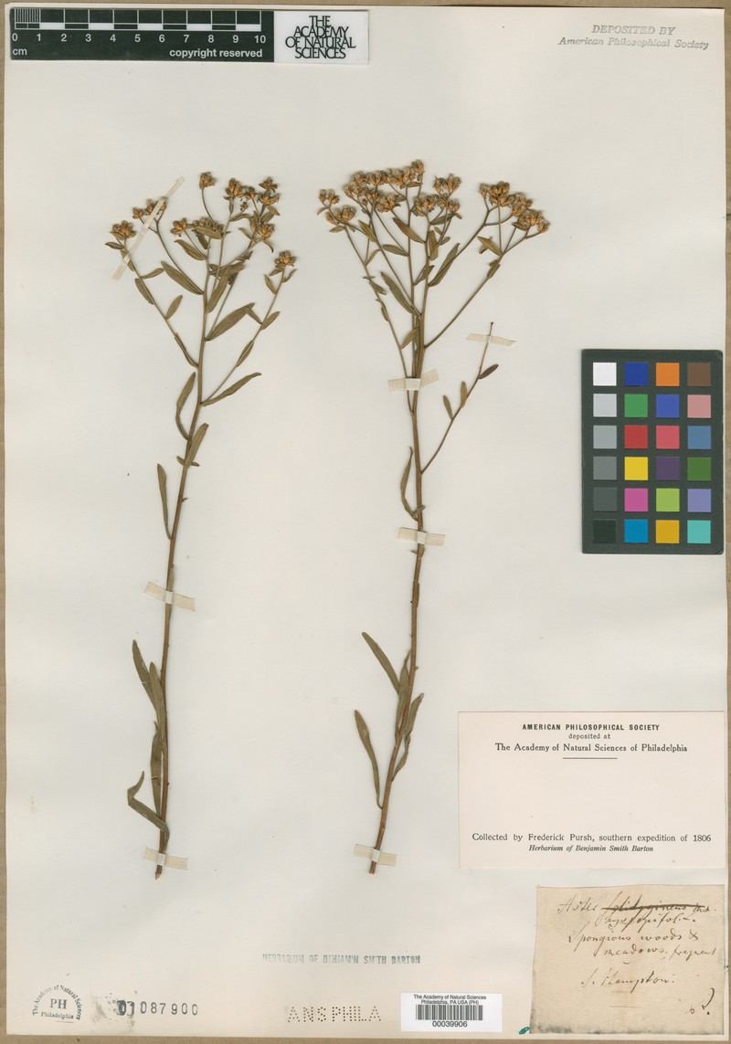 Felicia hyssopifolia subsp. hyssopifolia photo 4