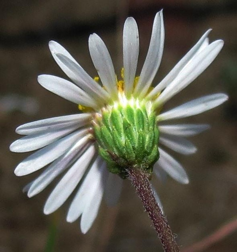 Felicia joubertinae