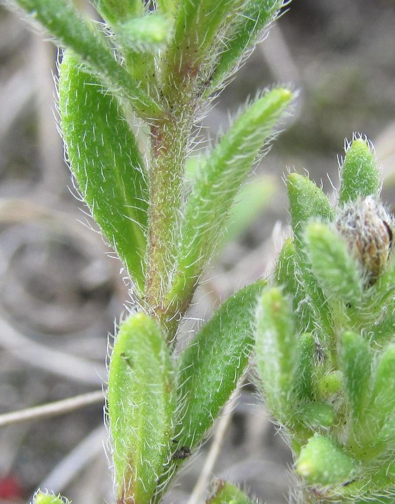 Felicia joubertinae photo 2