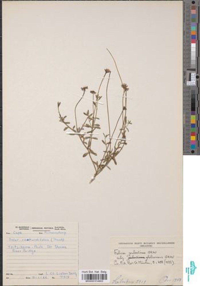 Felicia joubertinae subsp. glabrescens