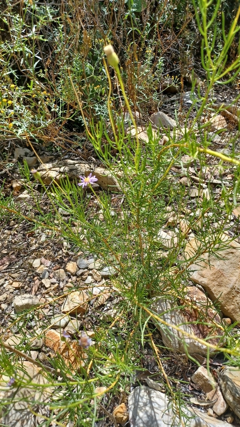 Felicia linifolia