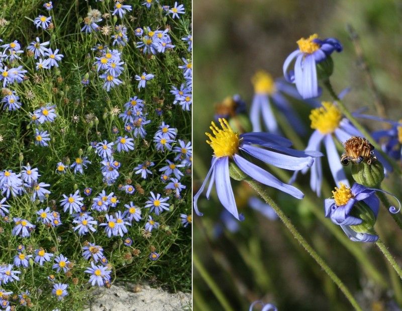 Felicia linifolia photo 2