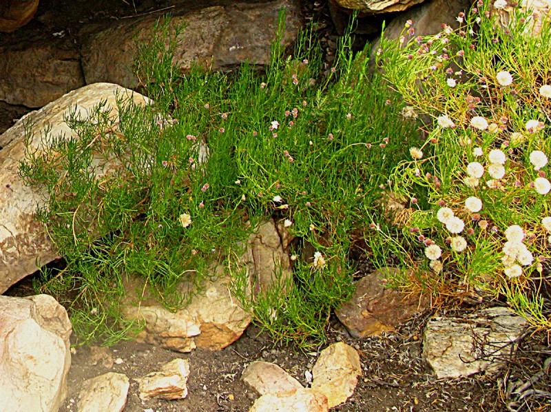 Felicia linifolia photo 3
