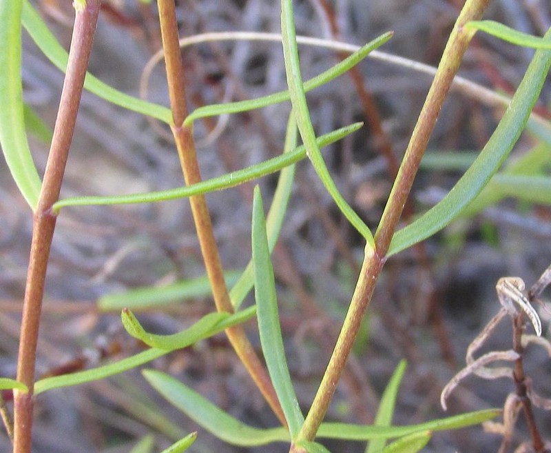 Felicia linifolia photo 4