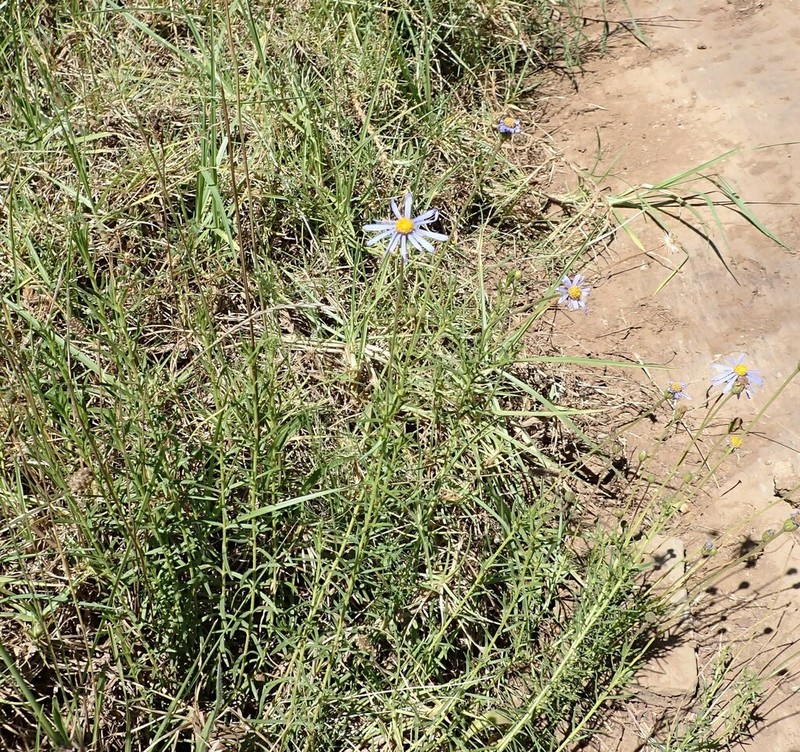 Felicia linifolia photo 5