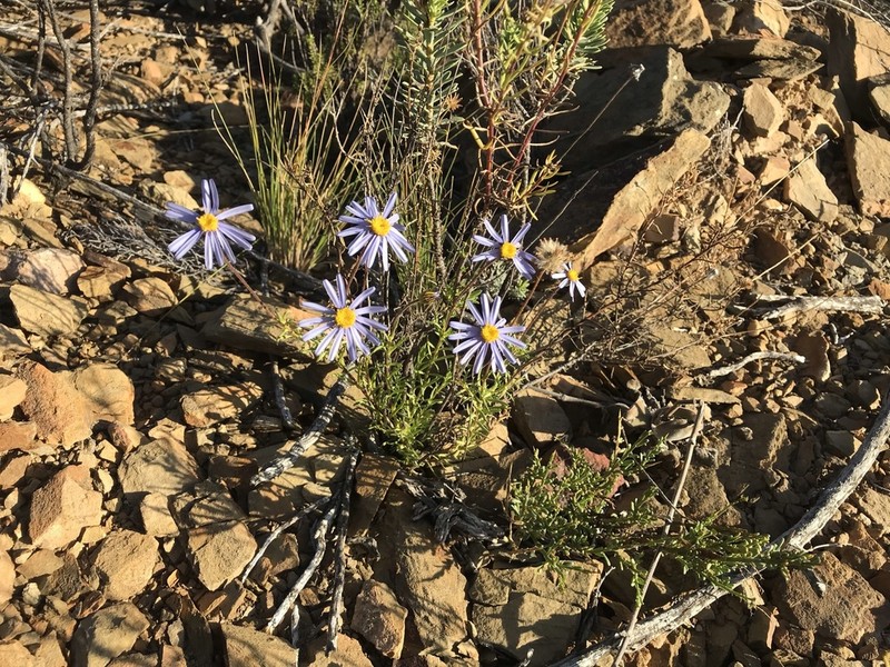 Felicia linifolia photo 6