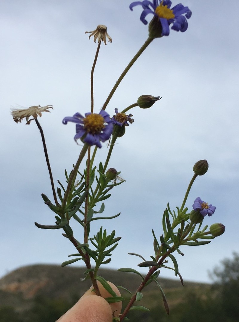 Felicia linifolia photo 7