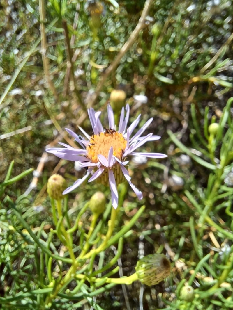 Felicia linifolia photo 8