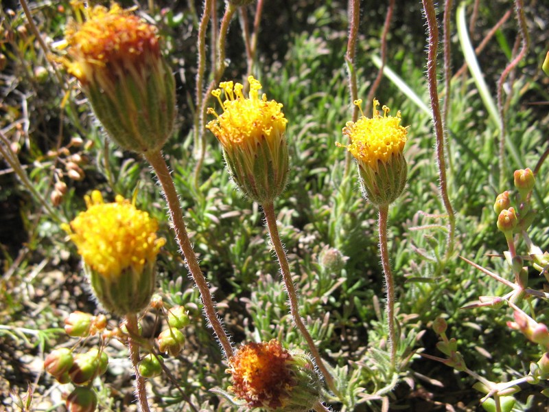 Felicia macrorrhiza