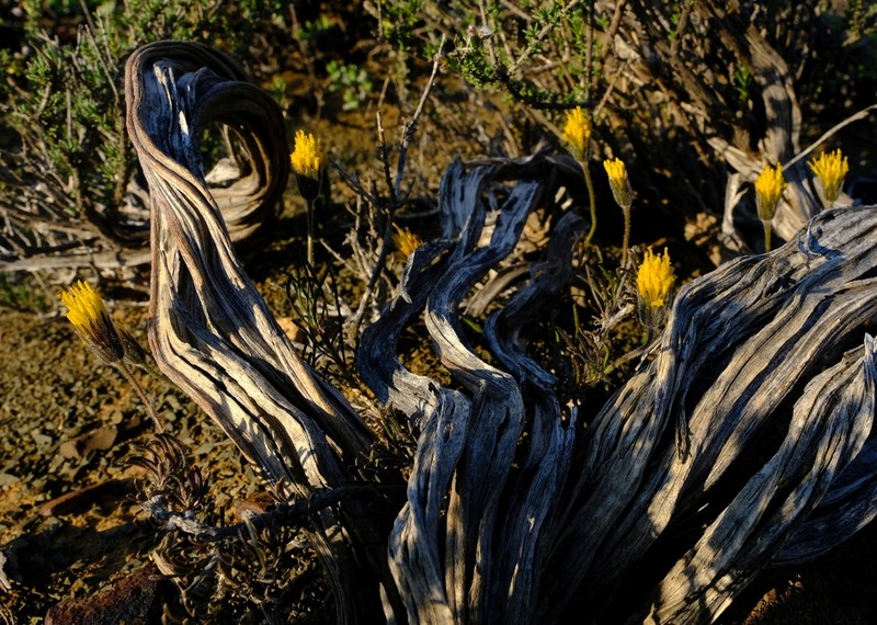 Felicia macrorrhiza photo 2
