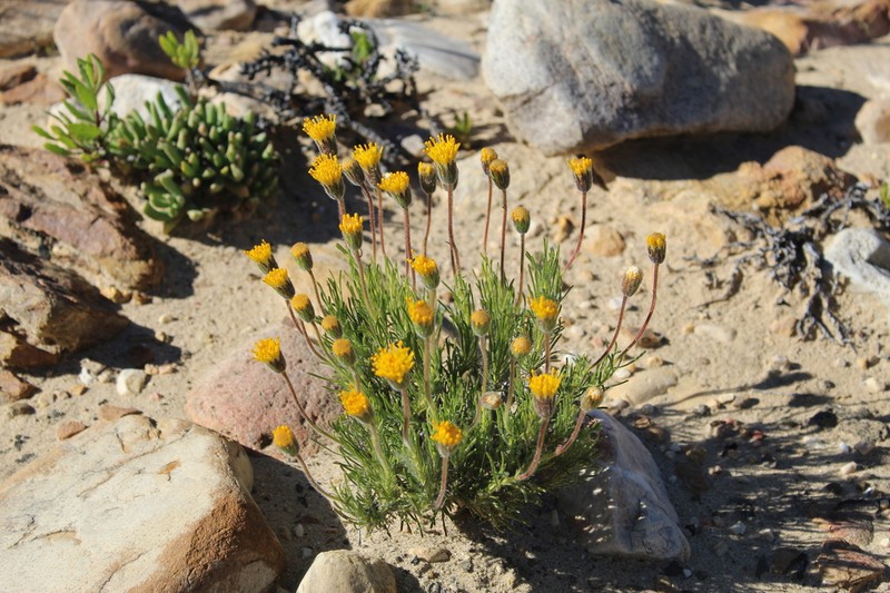 Felicia macrorrhiza photo 3