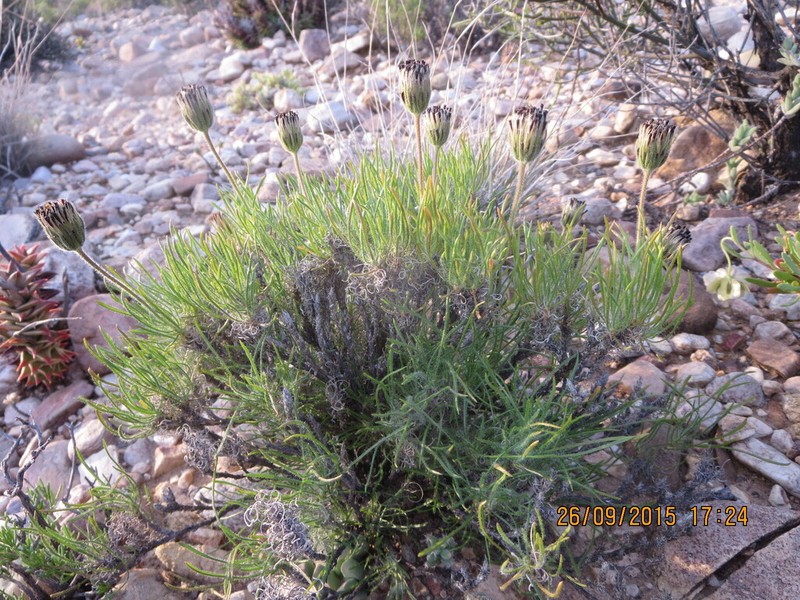 Felicia macrorrhiza photo 4