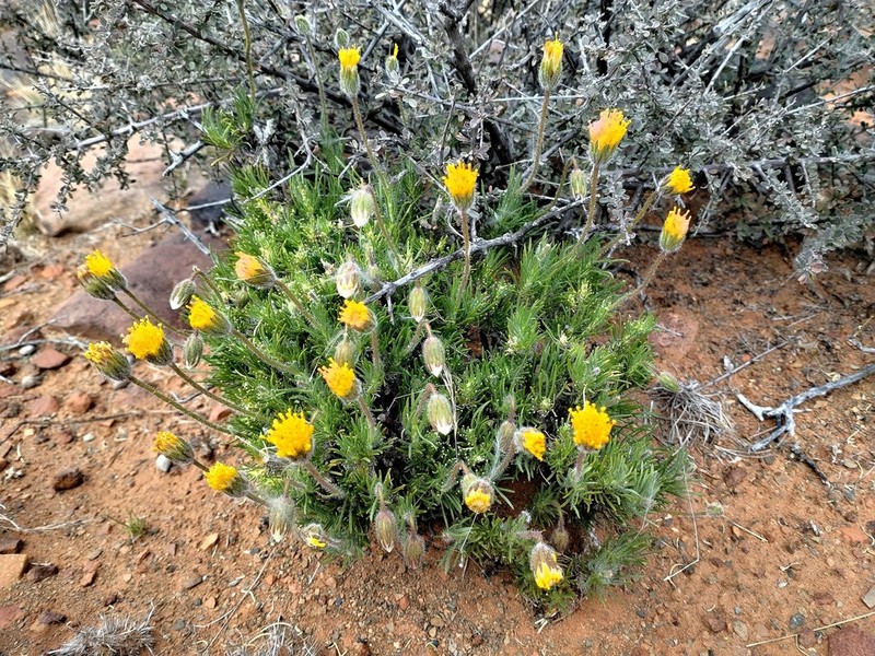 Felicia macrorrhiza photo 5