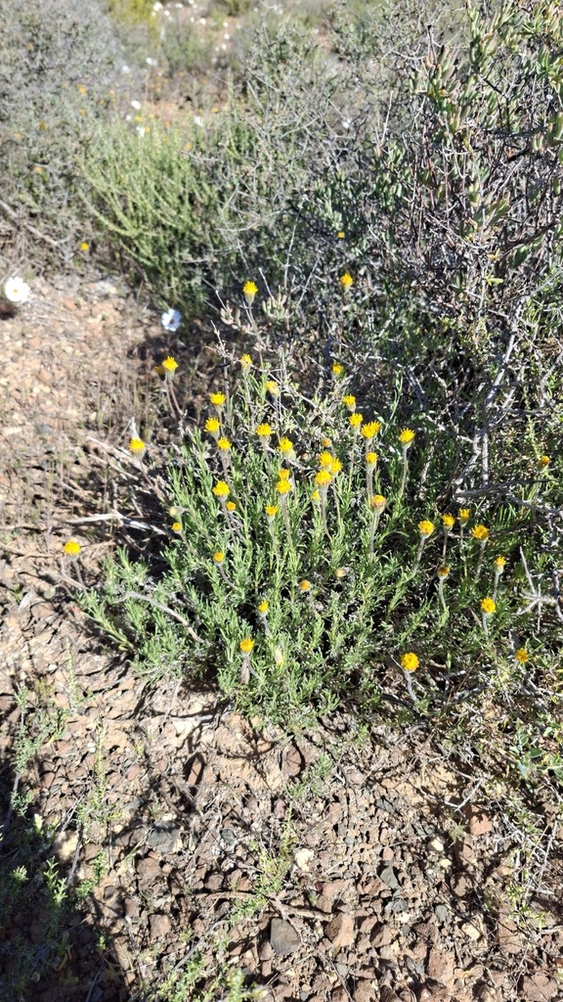 Felicia macrorrhiza photo 6