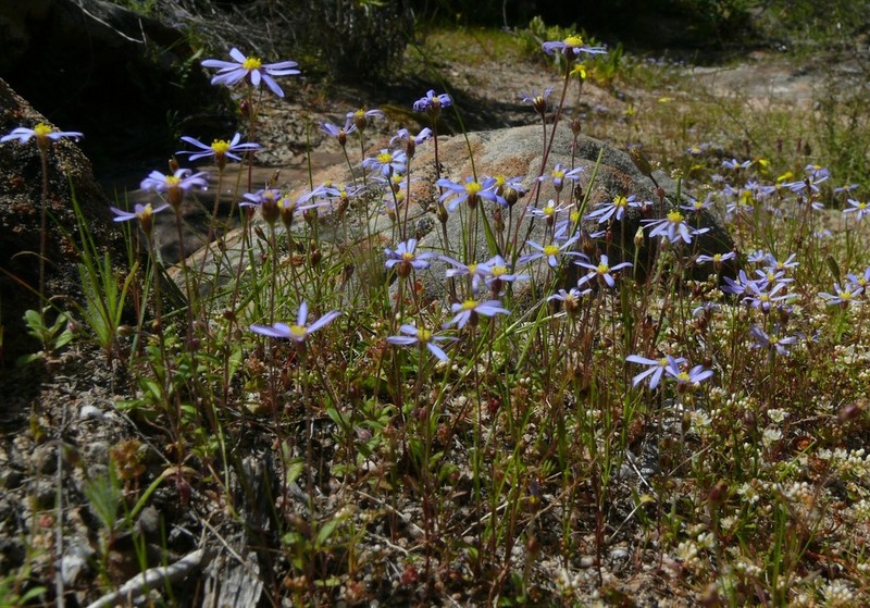 Felicia merxmuelleri