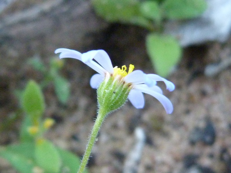 Felicia merxmuelleri photo 2