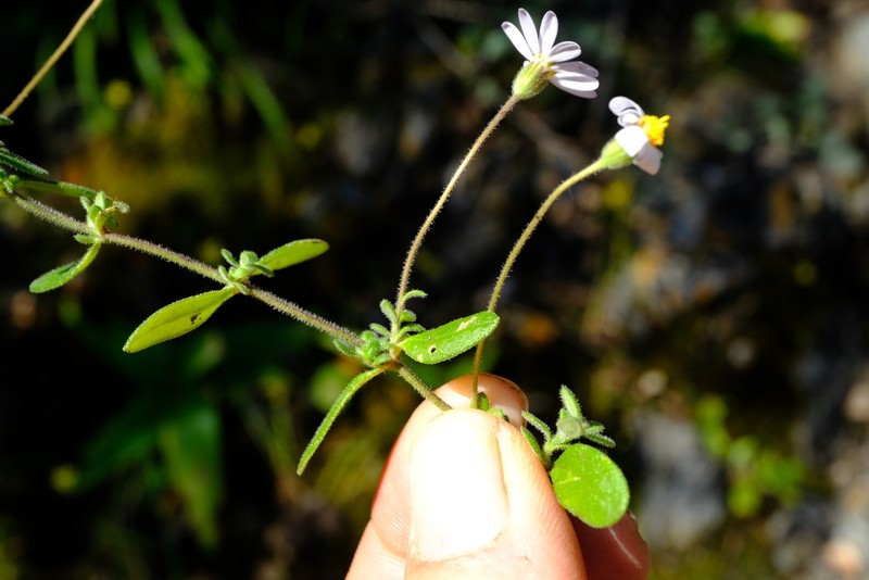 Felicia microcephala