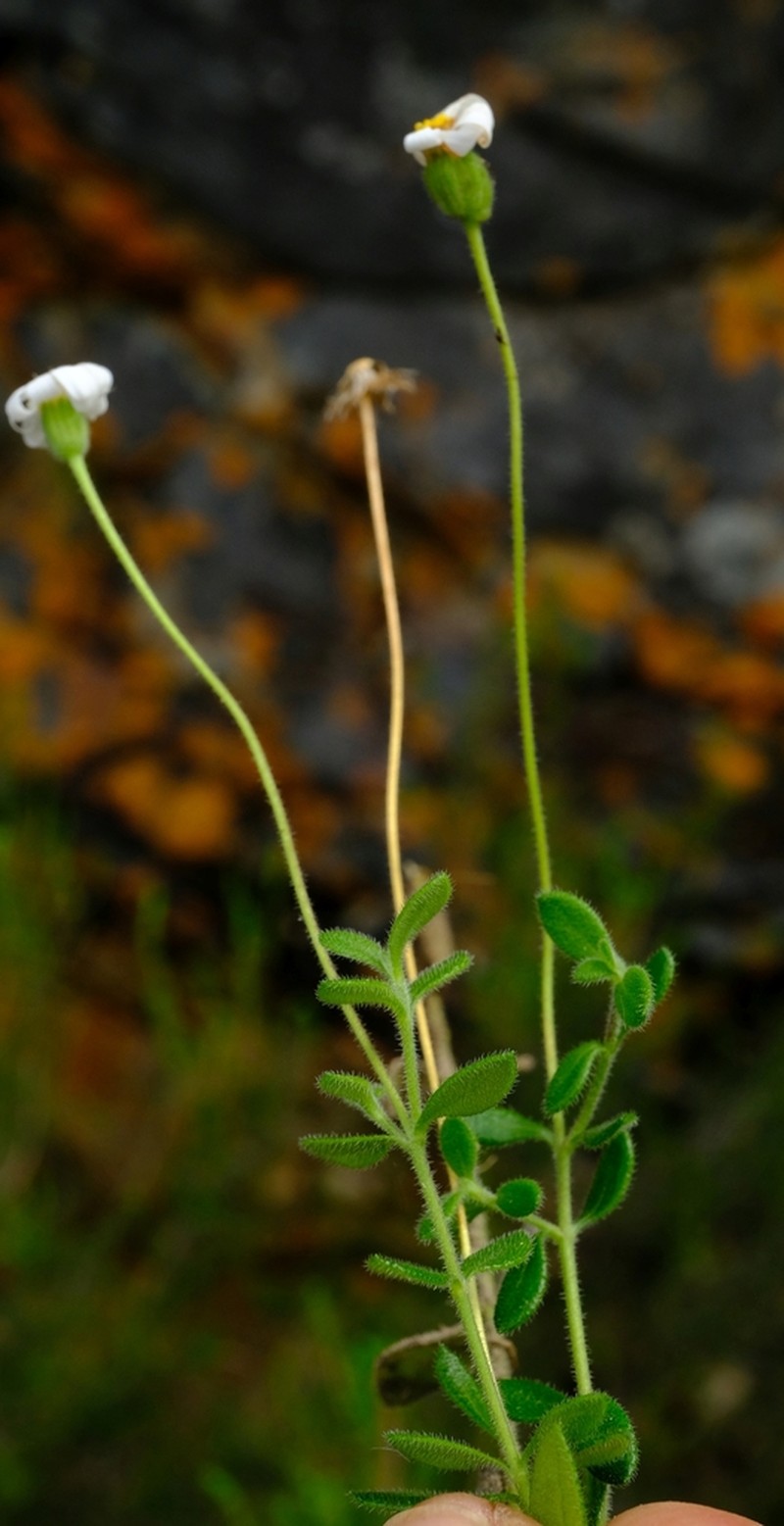 Felicia microcephala photo 2