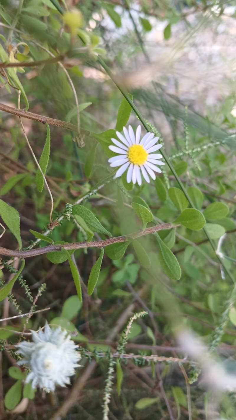 Felicia microcephala photo 3