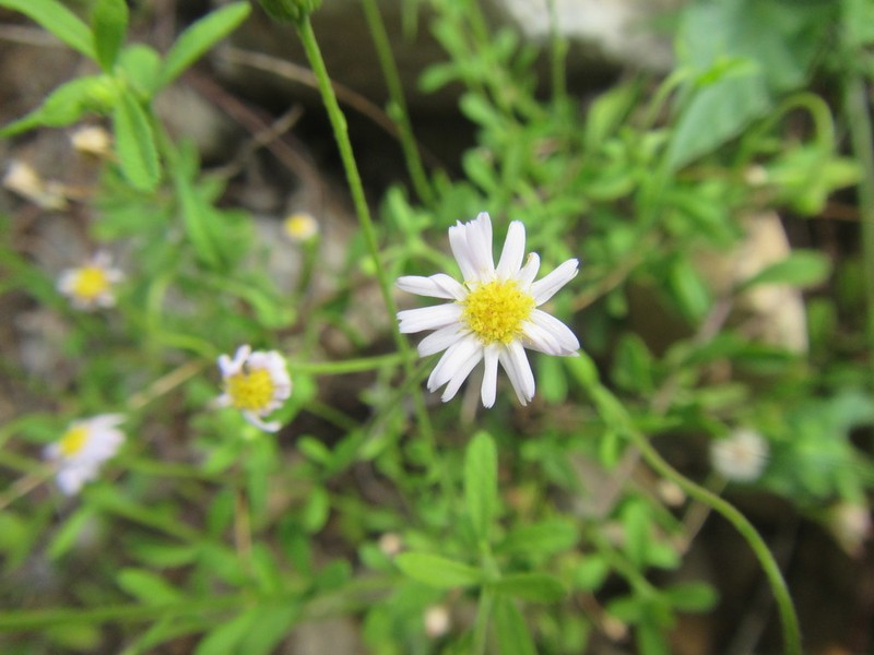 Felicia microcephala photo 4