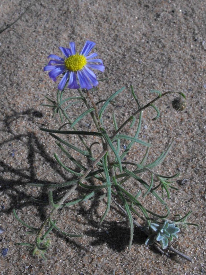 Felicia microsperma