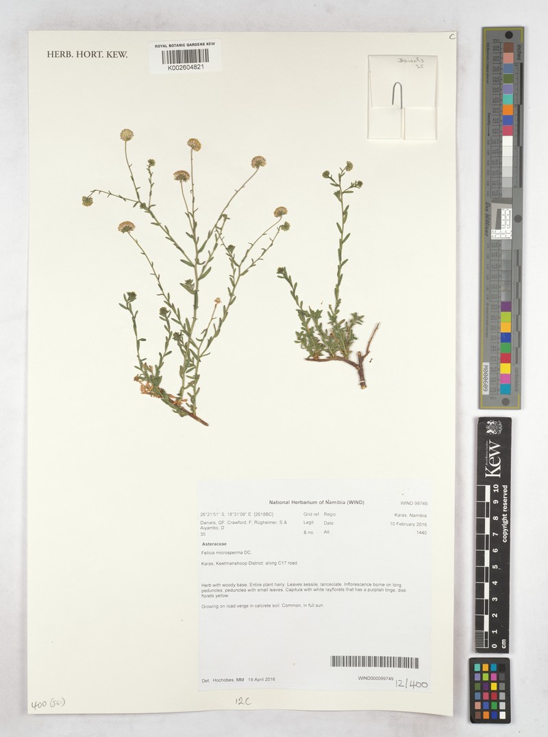 Felicia microsperma photo 3