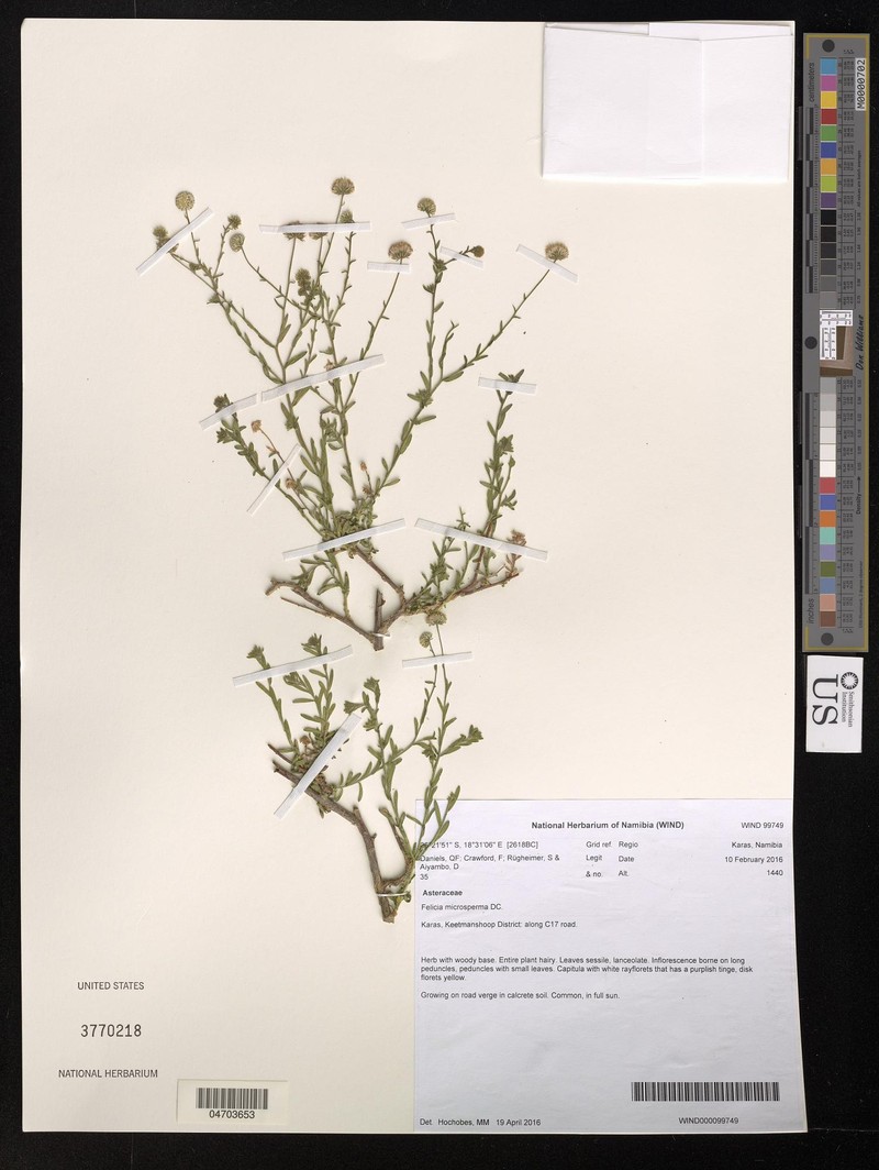 Felicia microsperma photo 4