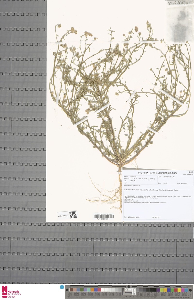 Felicia microsperma photo 6