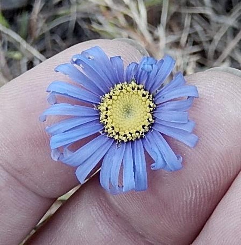 Felicia minima