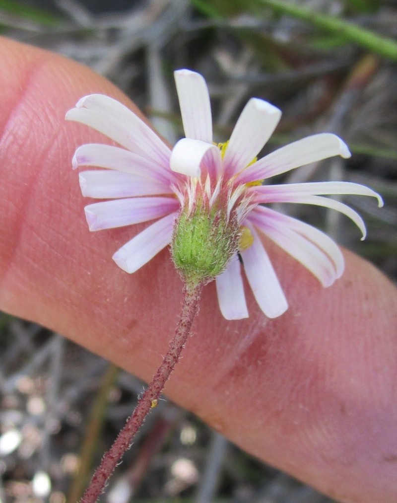 Felicia minima photo 3