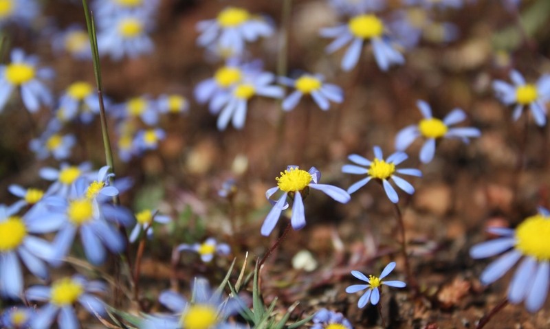 Felicia minima photo 6