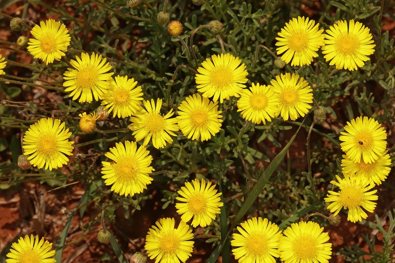 Felicia mossamedensis