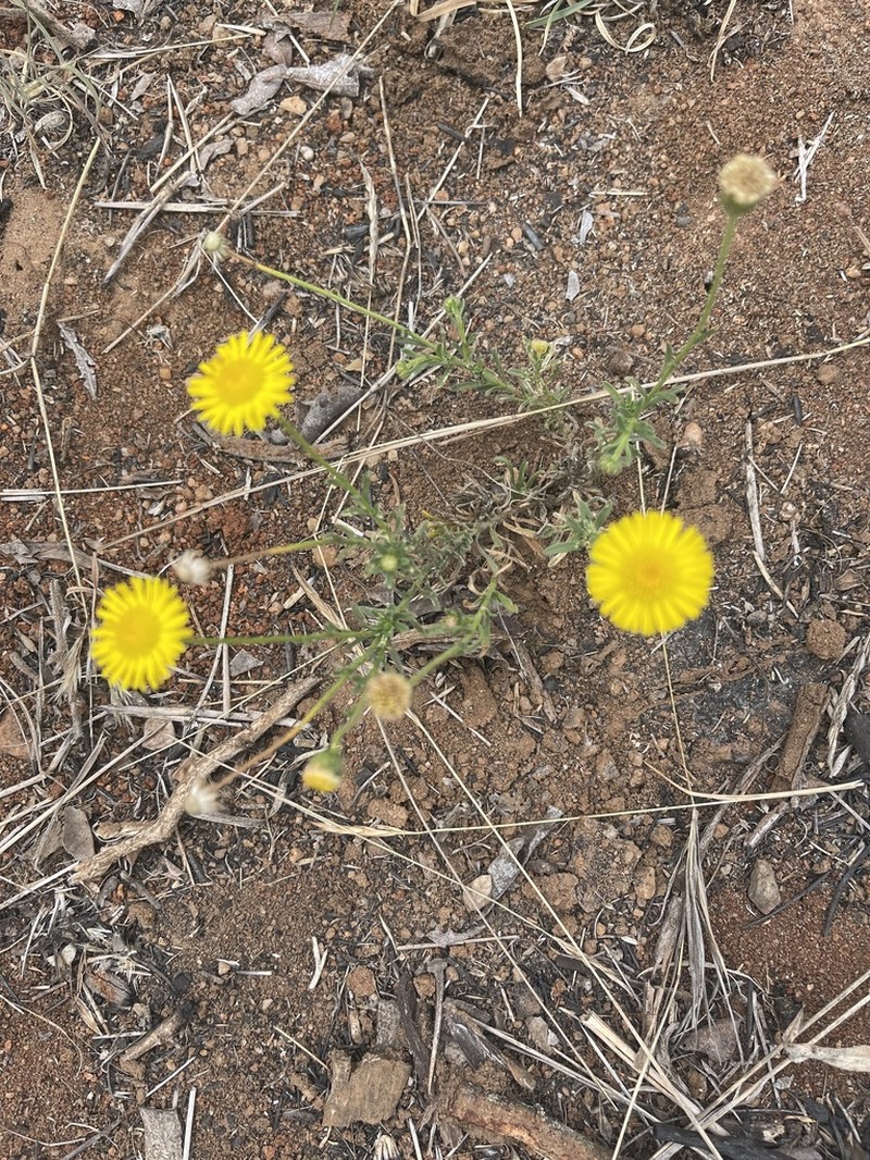 Felicia mossamedensis photo 2