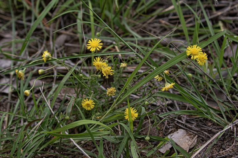 Felicia mossamedensis photo 3