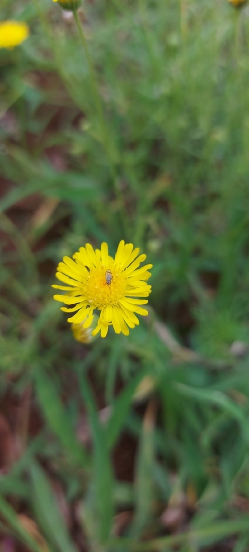 Felicia mossamedensis photo 5