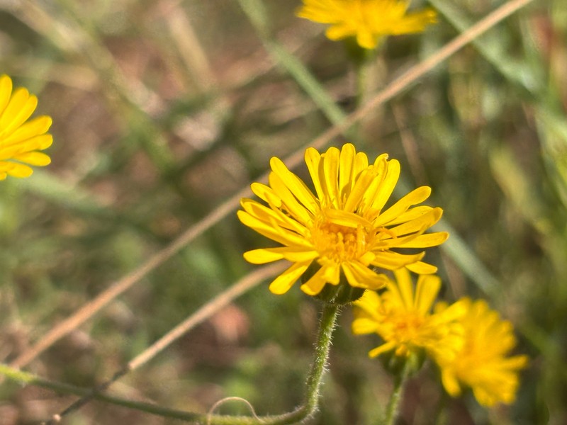Felicia mossamedensis photo 6