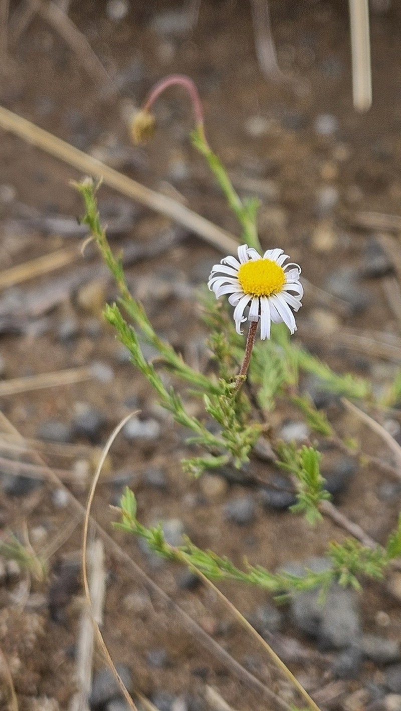 Felicia muricata photo 5