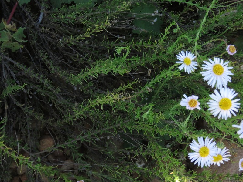 Felicia muricata subsp. cinerascens