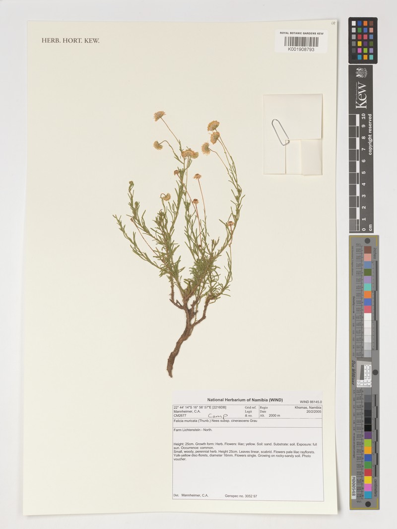 Felicia muricata subsp. cinerascens photo 2