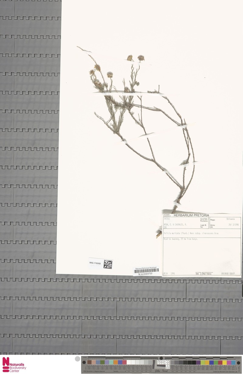 Felicia muricata subsp. cinerascens photo 3