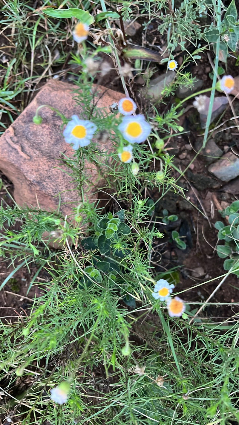 Felicia muricata subsp. muricata