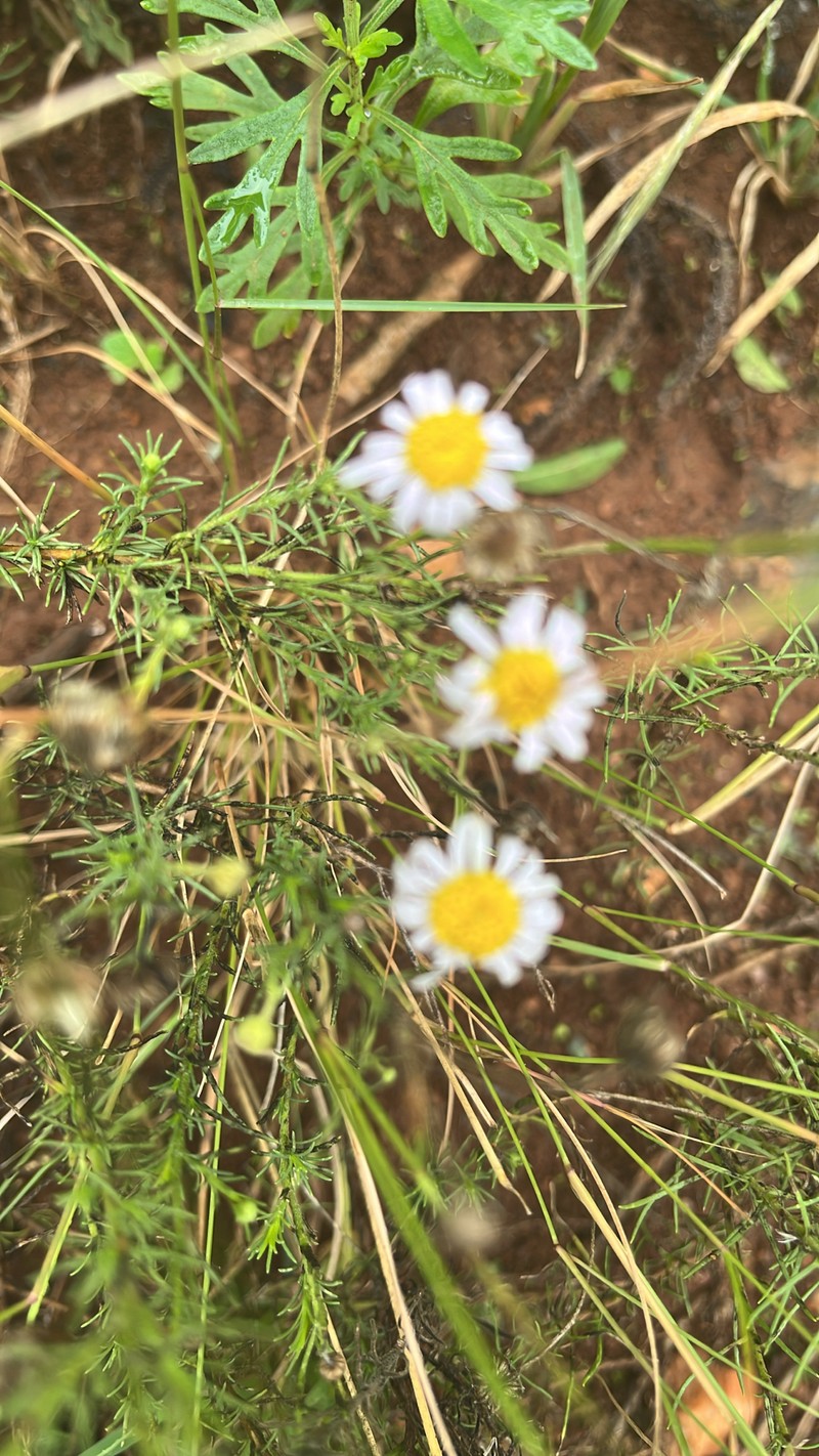 Felicia muricata subsp. muricata photo 2