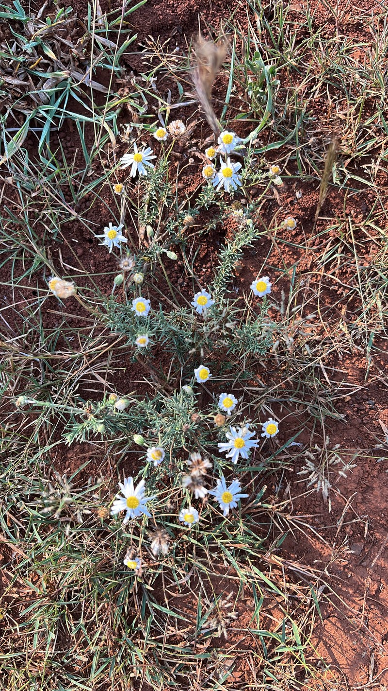 Felicia muricata subsp. muricata photo 4