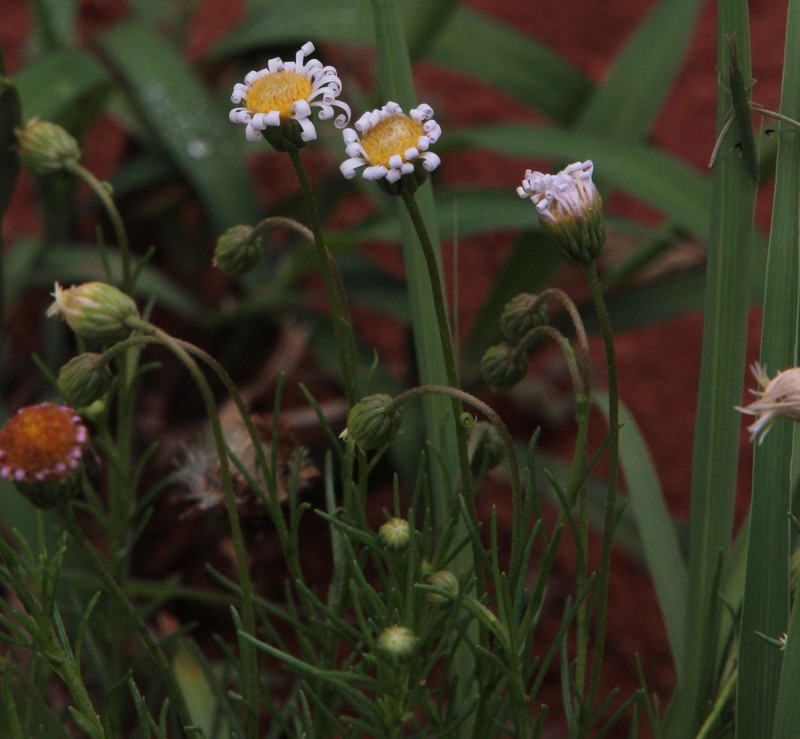 Felicia muricata subsp. strictifolia