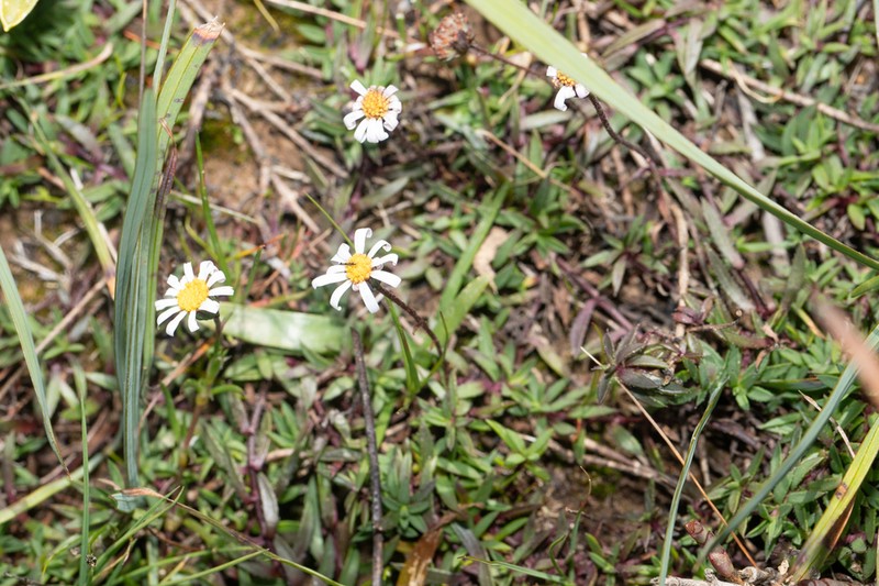 Felicia nigrescens